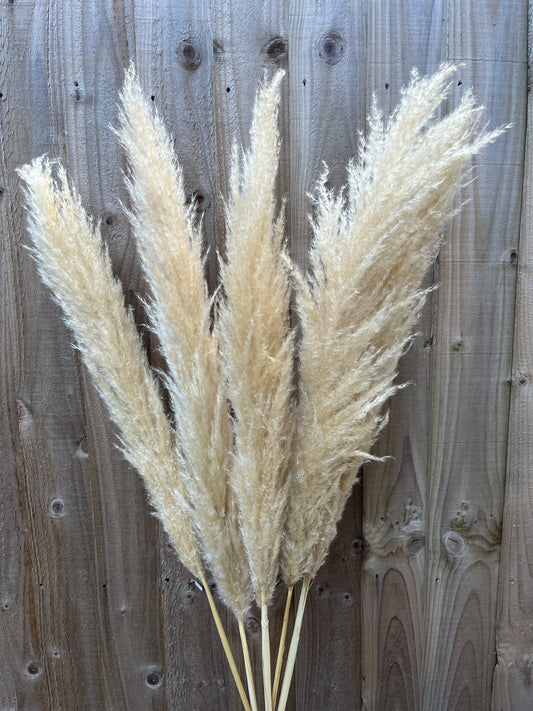 120cm Natural Fluffy Cream Pampas Grass - 5 stems