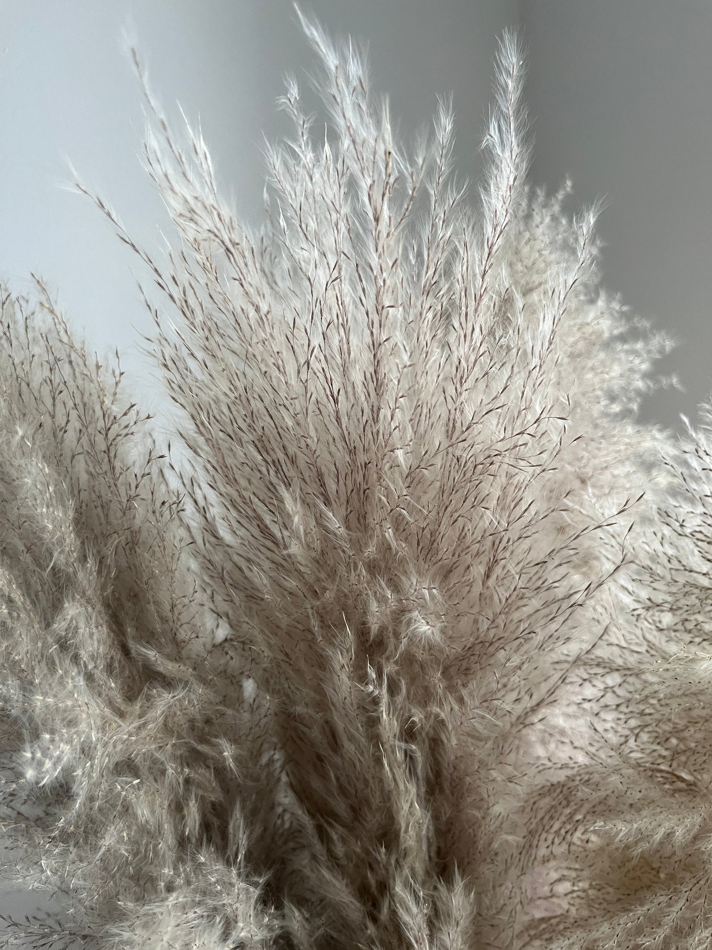 5 Stems 120cm EXTRA FLUFFY Pampas Grass - plume size approx 70cm