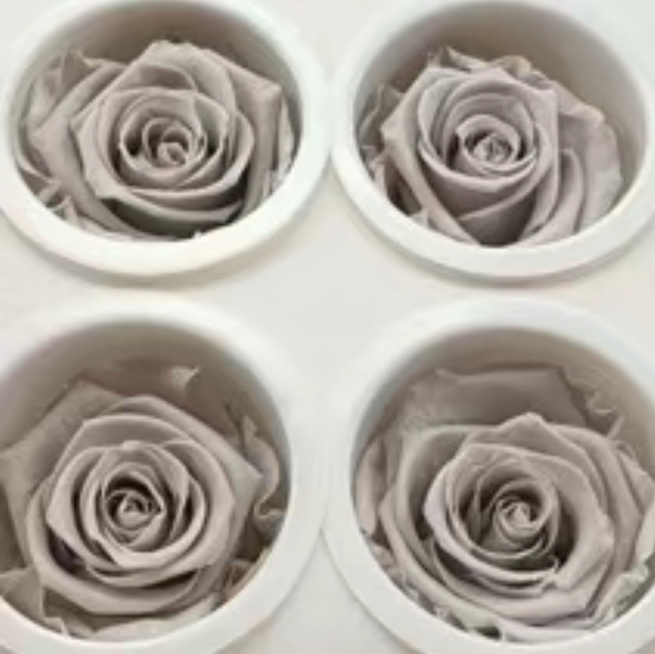 The Dried Rose Collection