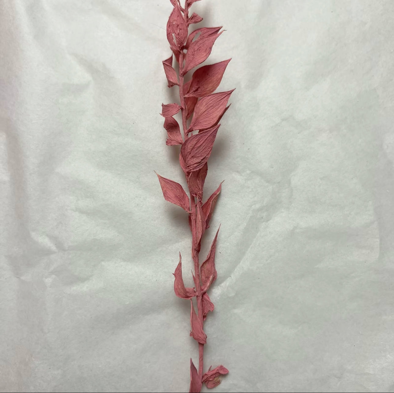 Pink dried flowers on a white background