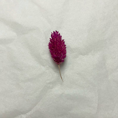 Dark pink dried flowers on a white background