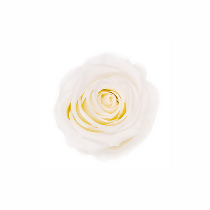 Medium Preserved Dried Rose Collection