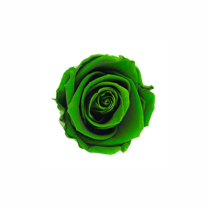 Medium Preserved Dried Rose Collection