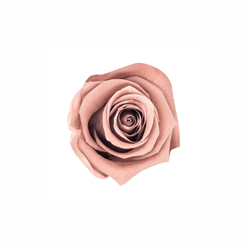 Medium Preserved Dried Rose Collection