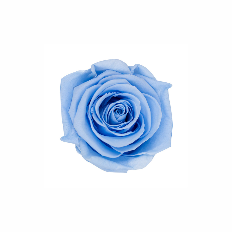 Medium Preserved Dried Rose Collection