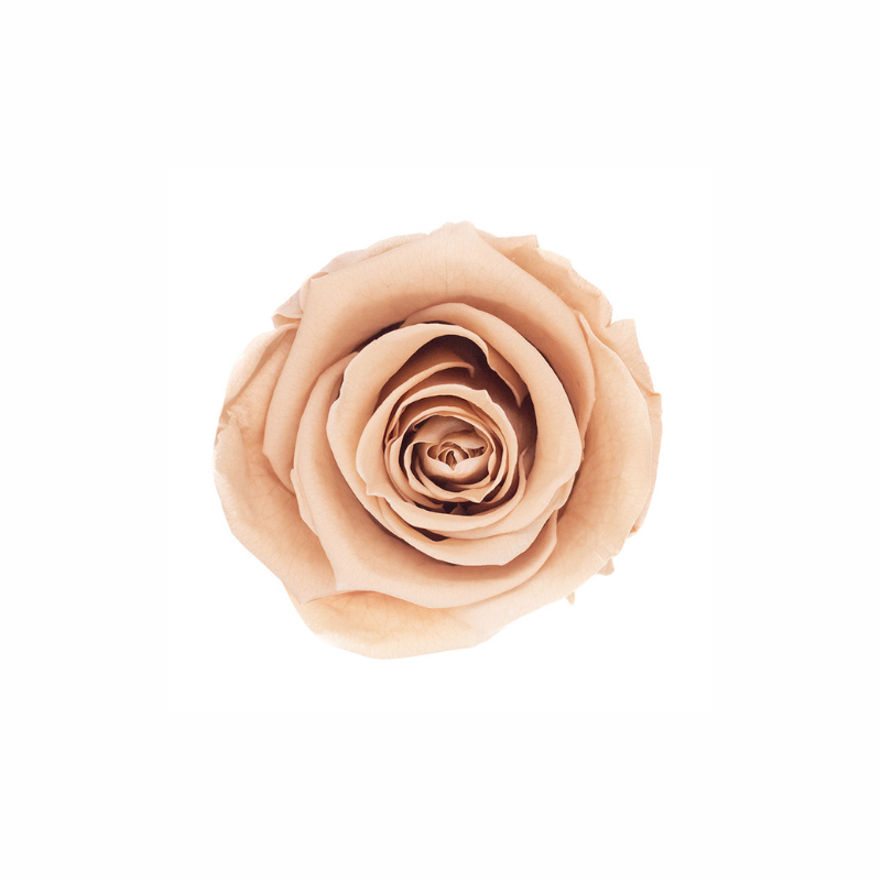 Medium Preserved Dried Rose Collection