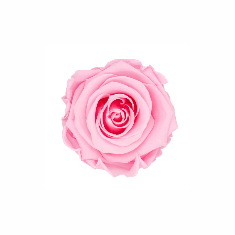 Medium Preserved Dried Rose Collection