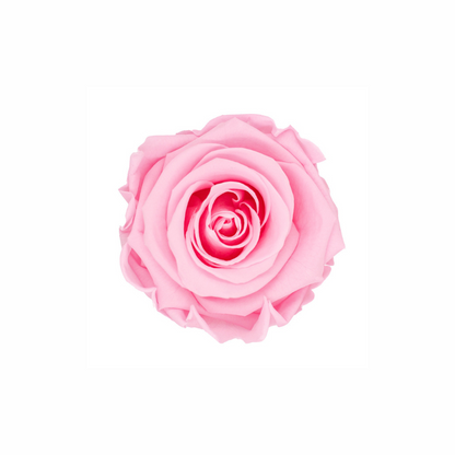 Medium Preserved Dried Rose Collection