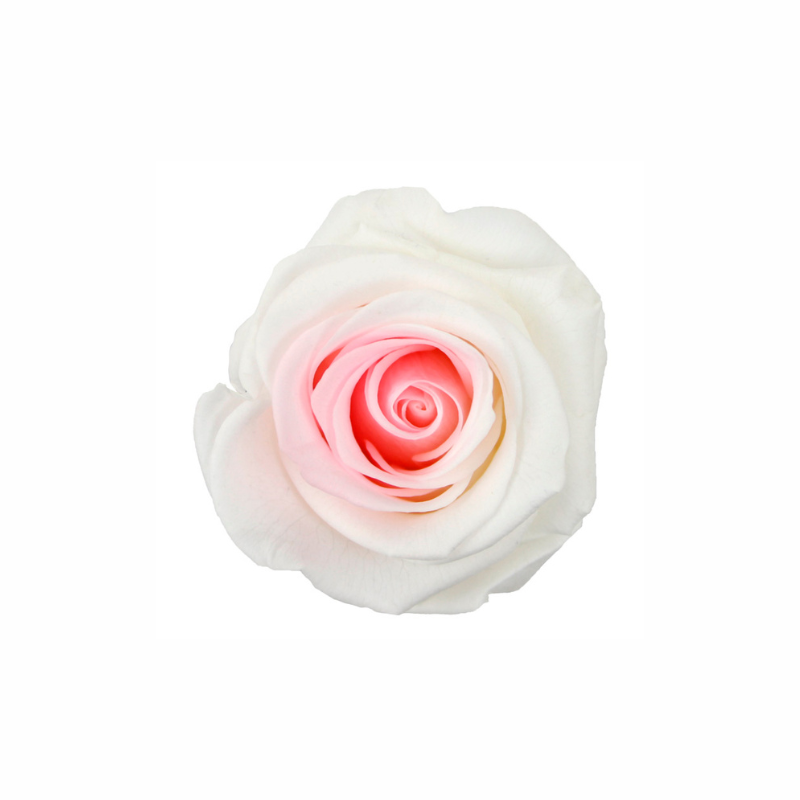 Medium Preserved Dried Rose Collection