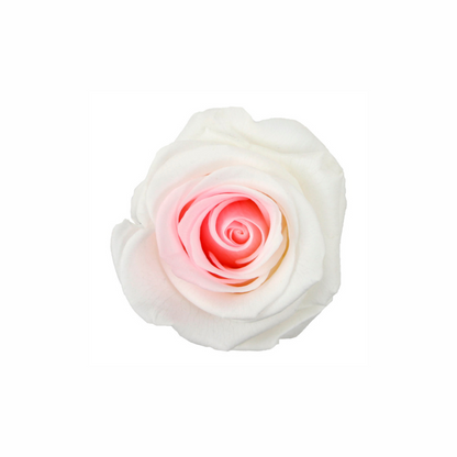 Medium Preserved Dried Rose Collection