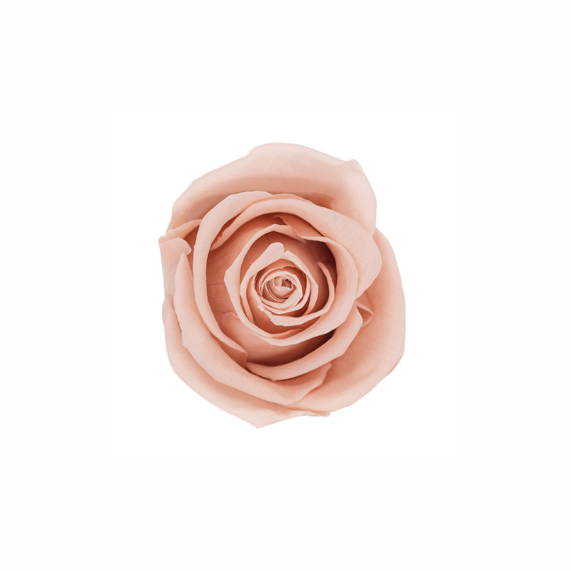 Medium Preserved Dried Rose Collection