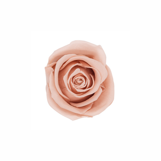Medium Preserved Dried Rose Collection