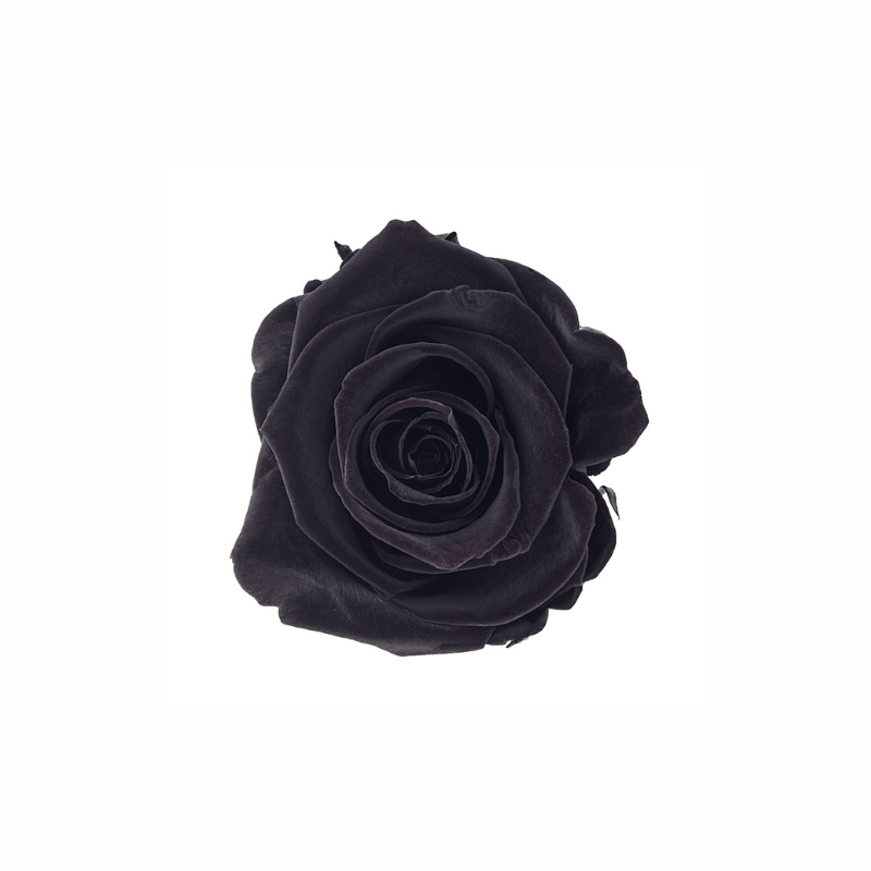 Medium Preserved Dried Rose Collection