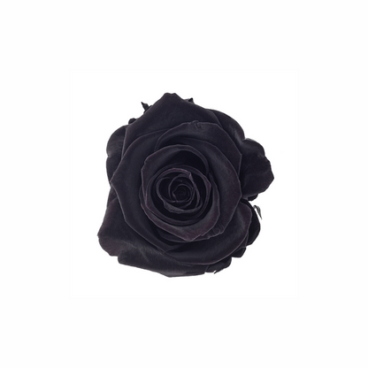Medium Preserved Dried Rose Collection