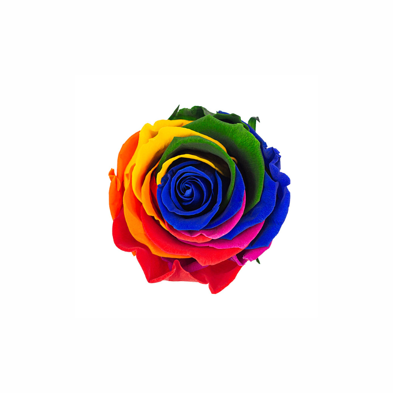 Medium Preserved Dried Rose Collection