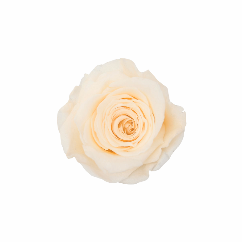 Medium Preserved Dried Rose Collection